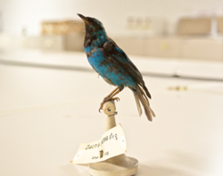 dacnis blu